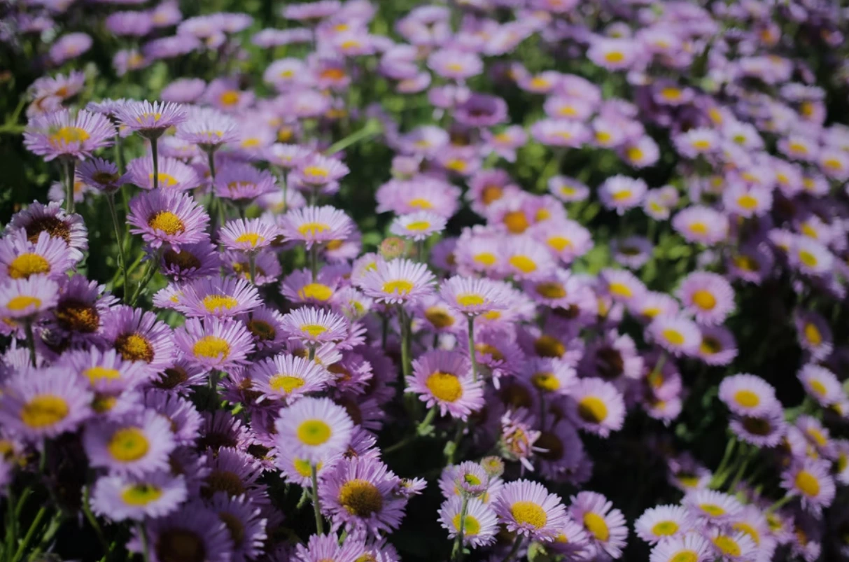 Field of purple daisies