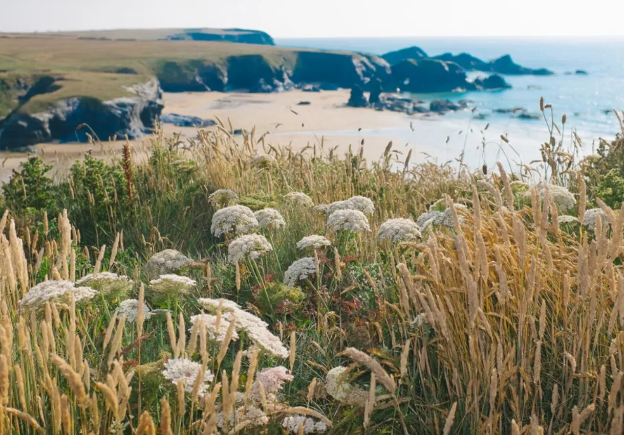 Wildflowes and coastal grasses overlooking Treyarnon Bay in Cornwall